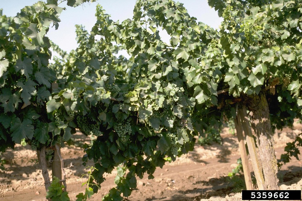 Grape ، Purpleleaf Grape